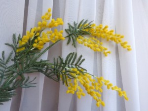 Мімоза велика пухнаста, 86 см